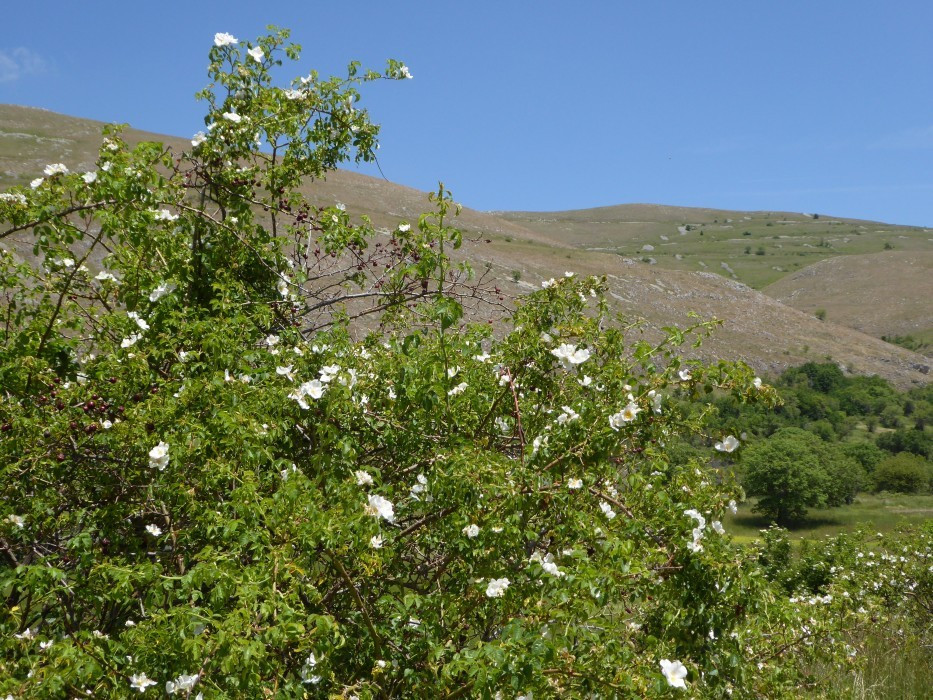 2 Camp Stefano (18)