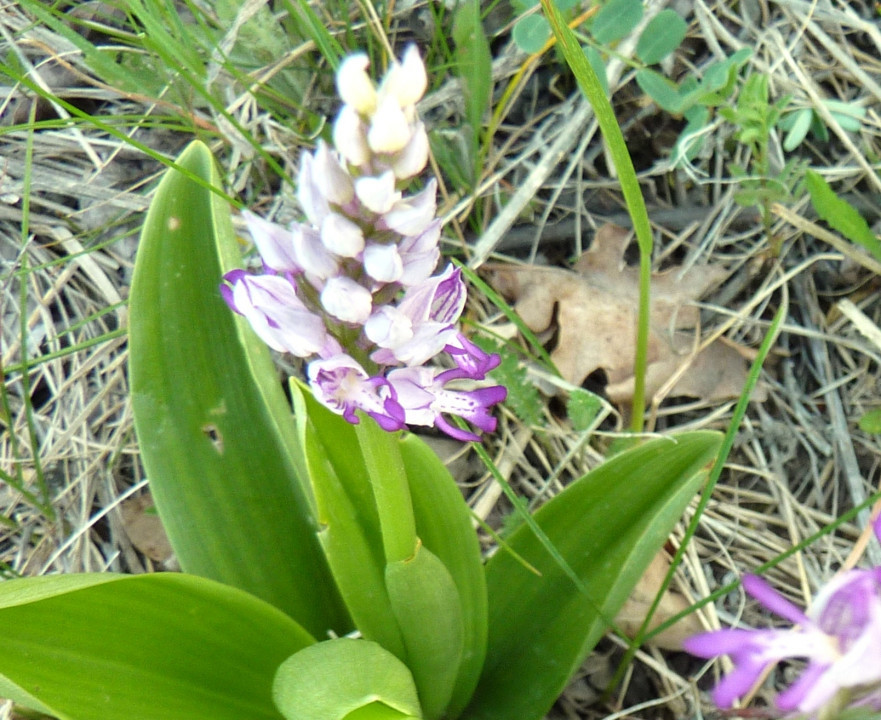 Eichkogel Mai