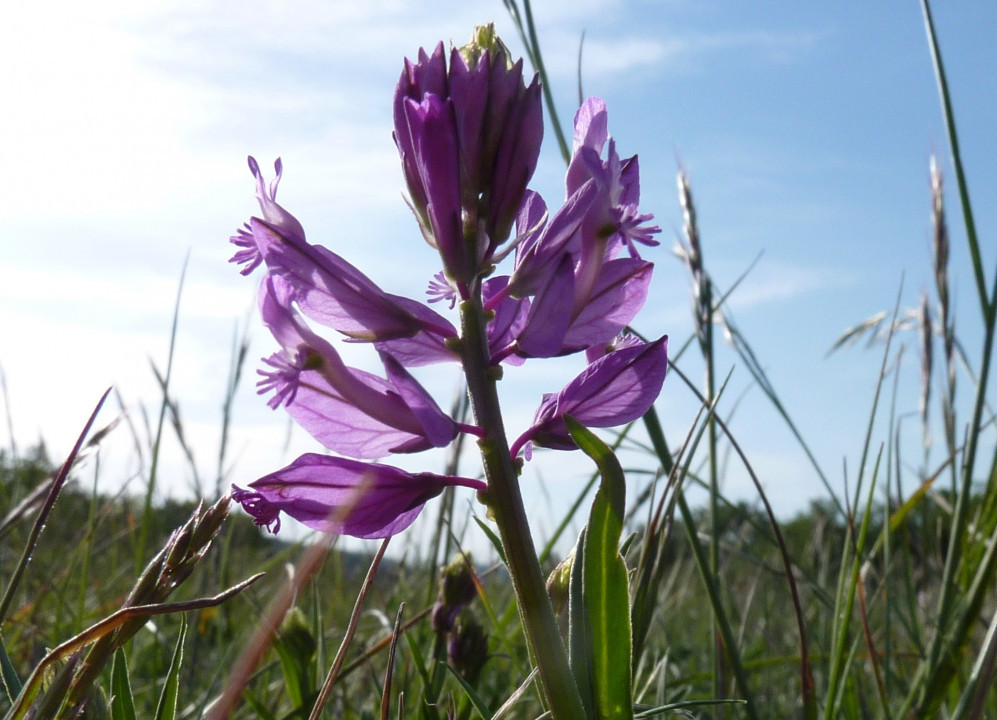 Eichkogel Mai