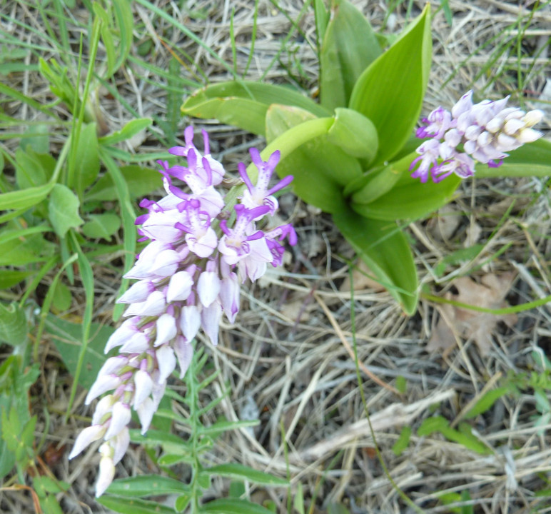 Eichkogel Mai
