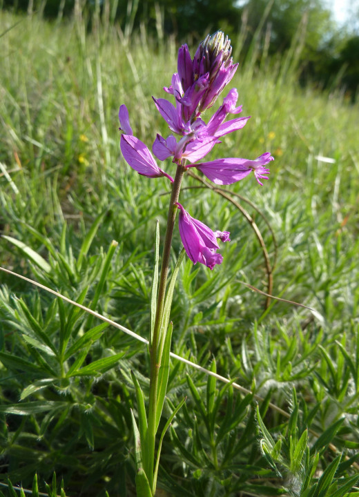 Eichkogel Mai