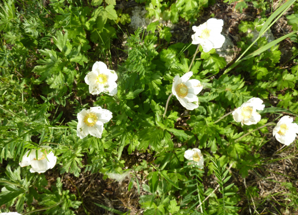Eichkogel Mai
