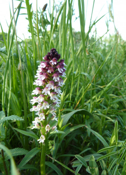Eichkogel Mai