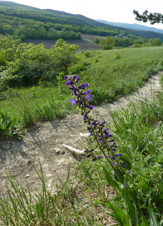 Eichkogel Mai