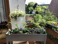 Balkonpflanzen 2021 und Hochbeet