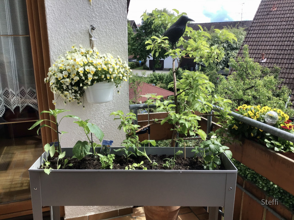 Balkonpflanzen 2021 und Hochbeet