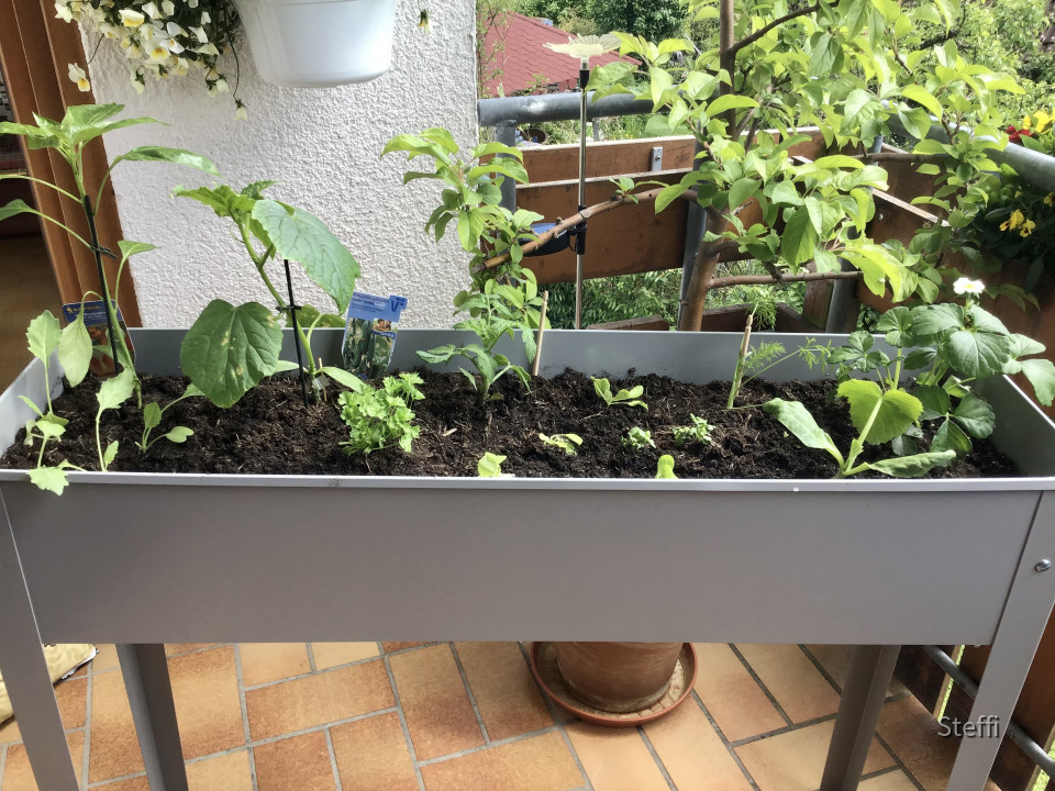 Hochbeet Gemüsepflanzen