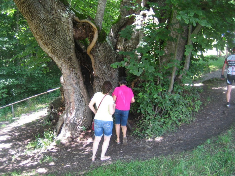Tassilolinde Wessobrunn