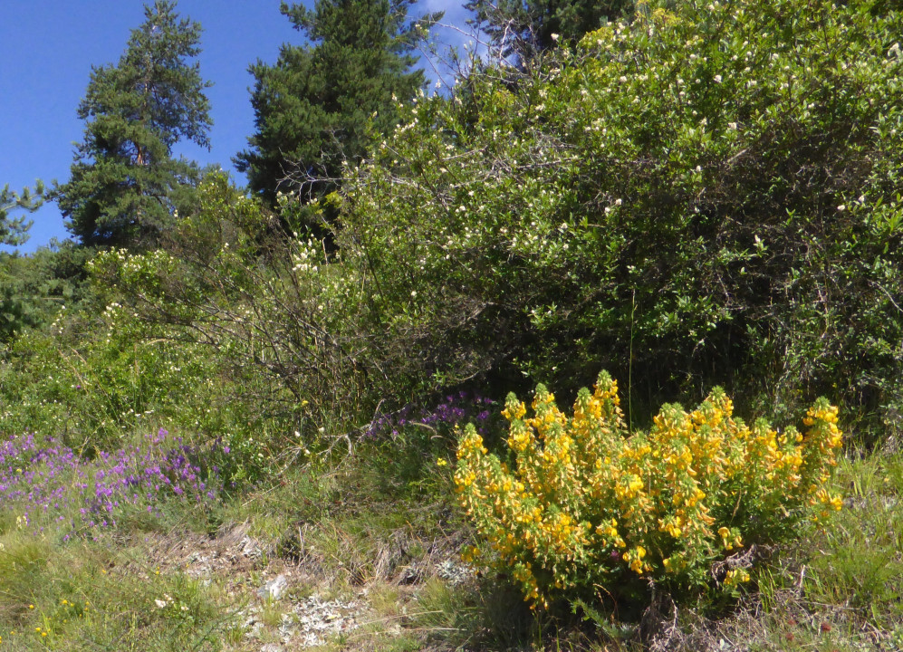 Sonnenberg- Hauhechel-gelb, Ononis natrix 10.7.14 Tanas (2)