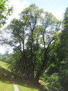 Tassilolinde Wessobrunn