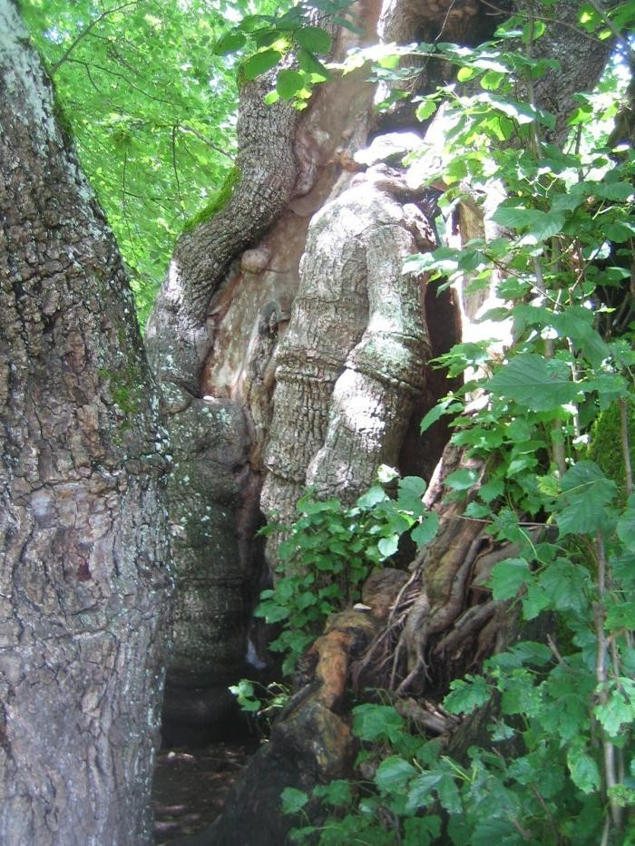 Tassilolinde Wessobrunn