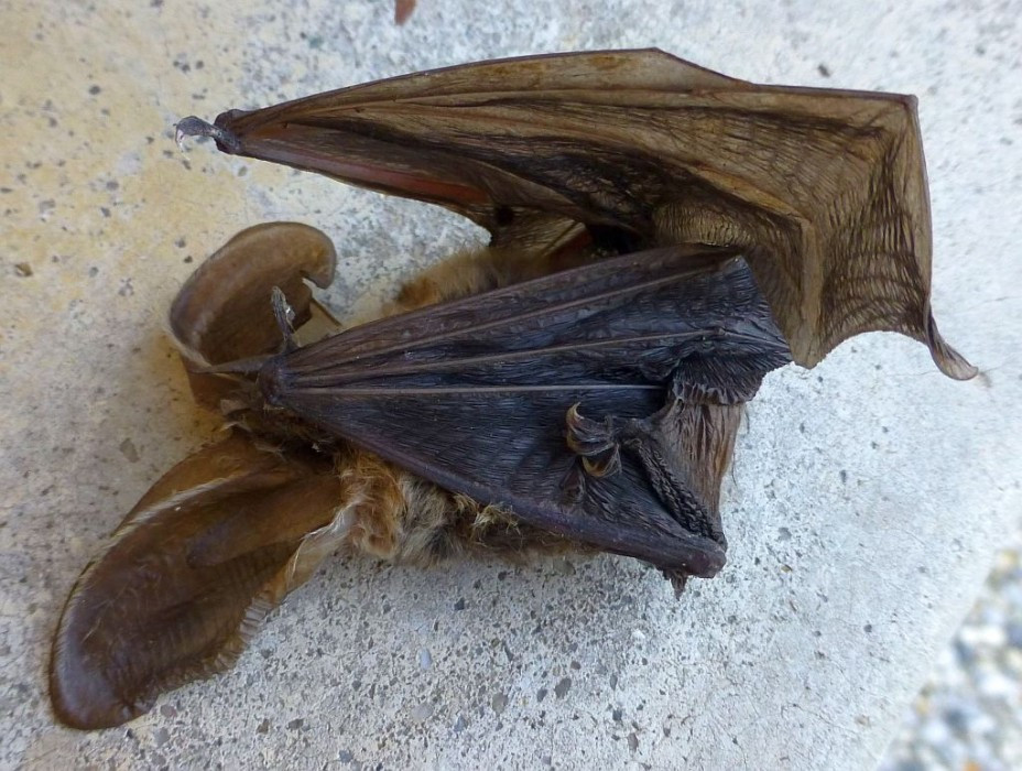 Fledermaus