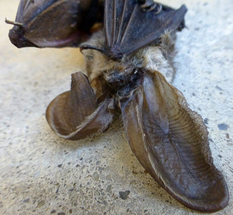 Fledermaus