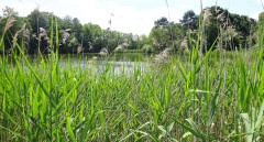 Müritz, Feisnecksee
