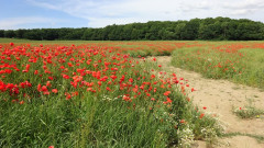 Müritz, Nationalpark