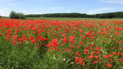 Müritz, Nationalpark