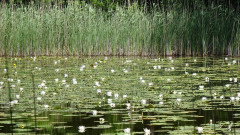 Müritz, Nationalpark