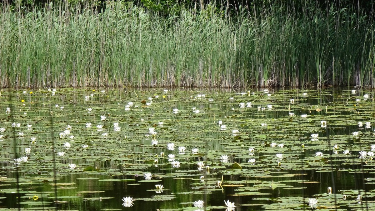 Müritz, Nationalpark