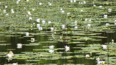 Müritz, Nationalpark