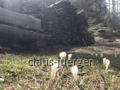 Schlinig Alm