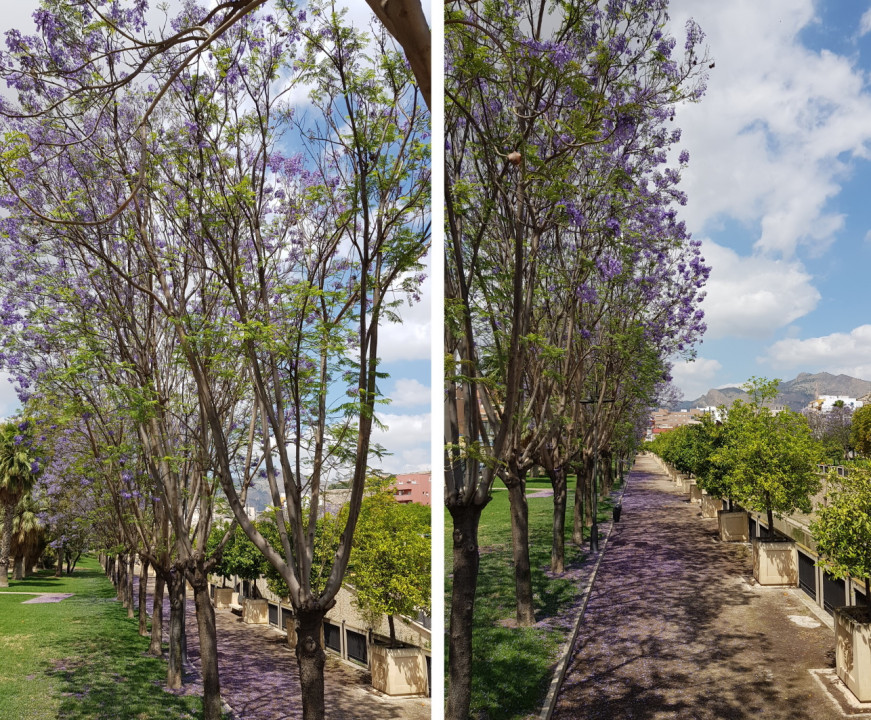Jacaranda Baum 2