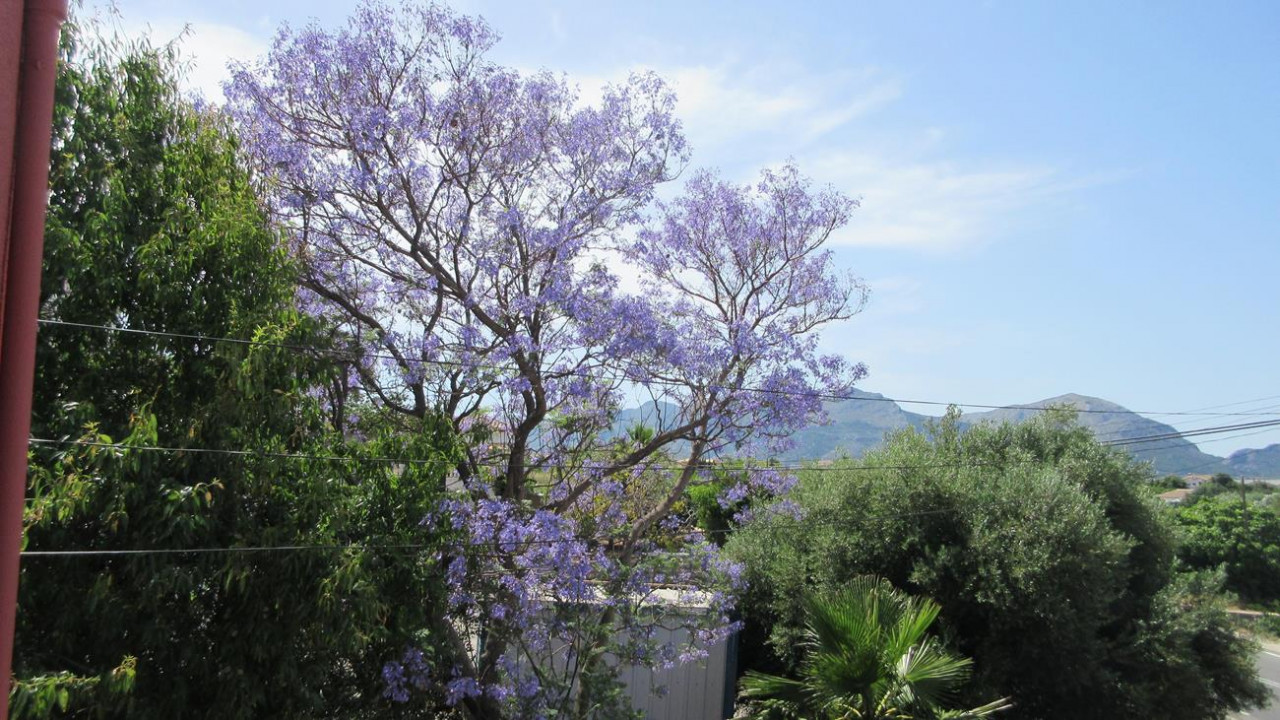 Jacaranda Baum 4