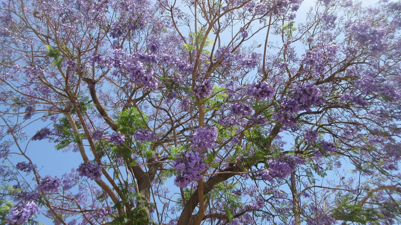Jacaranda Baum 5