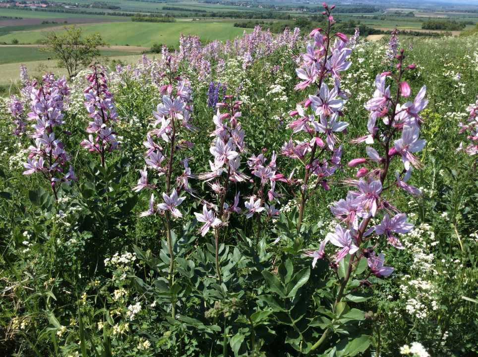 Galgenberg Oberstinkenbrunn Diptamblüte