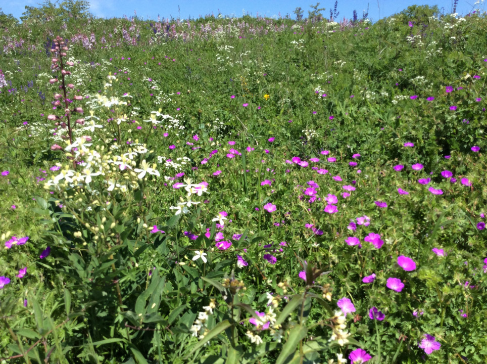 Galgenberg Oberstinkenbrunn Diptamblüte