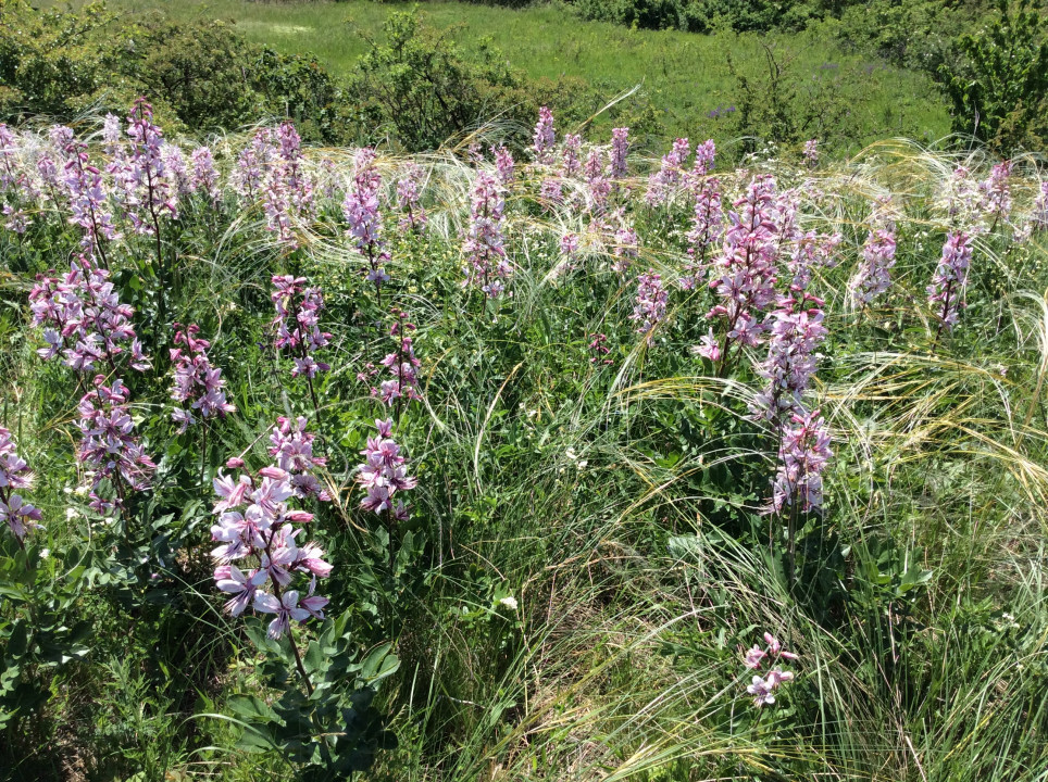 Galgenberg Oberstinkenbrunn Diptamblüte