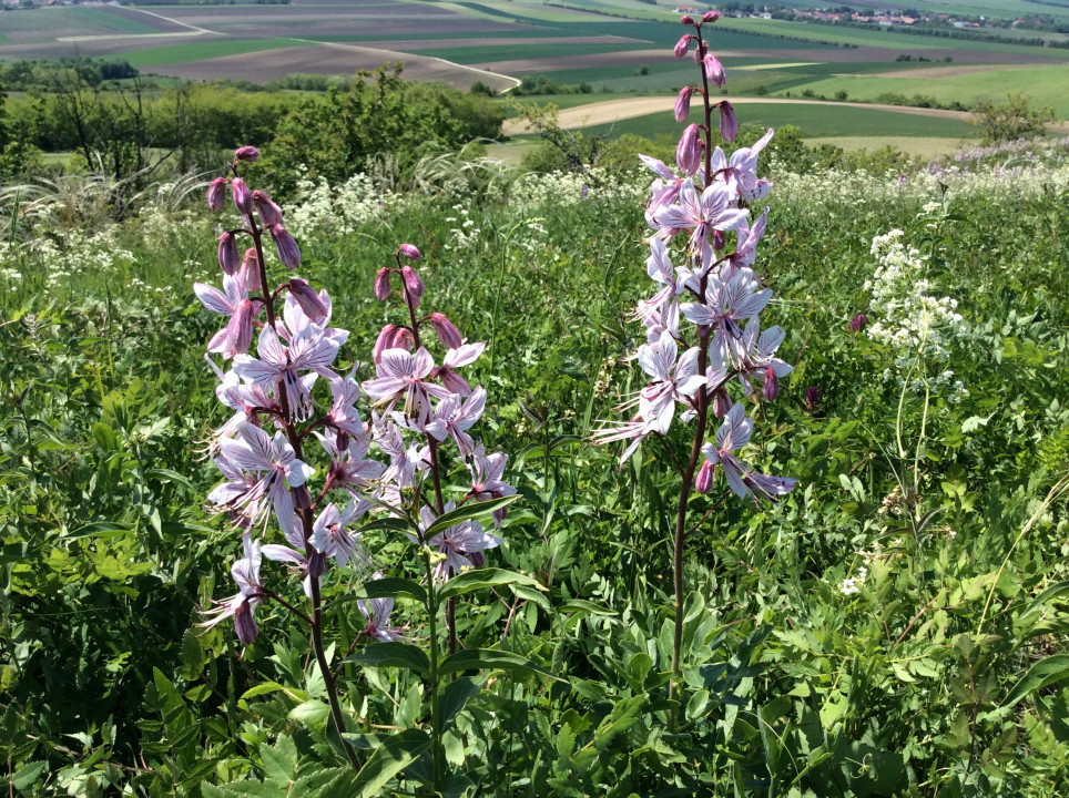 Galgenberg Oberstinkenbrunn Diptamblüte