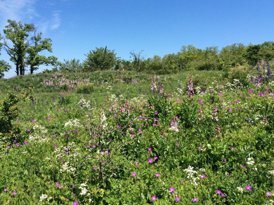 Galgenberg Oberstinkenbrunn Diptamblüte