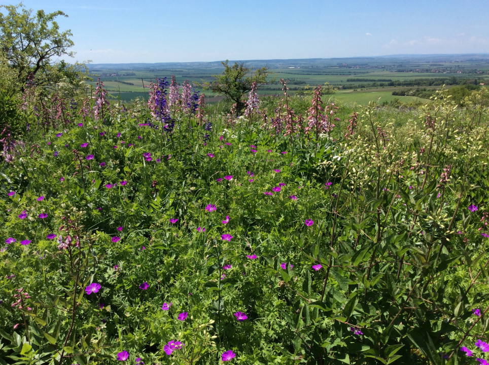 Galgenberg Oberstinkenbrunn Diptamblüte