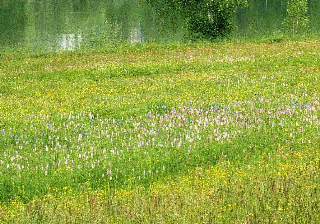 Iris sibirica (1)