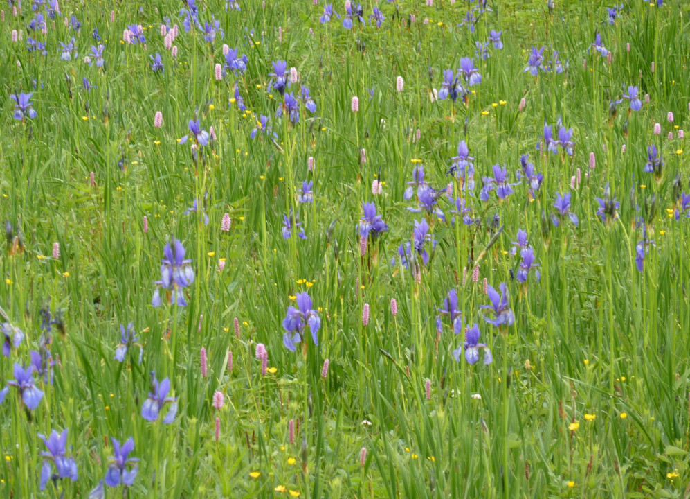 Iris sibirica (3)