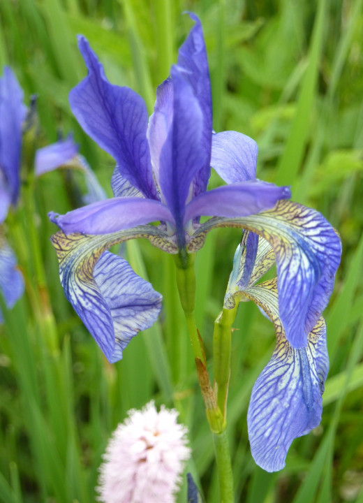 Iris sibirica (5)