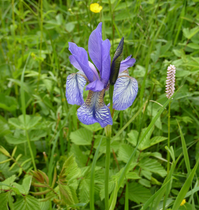 Iris sibirica (6)