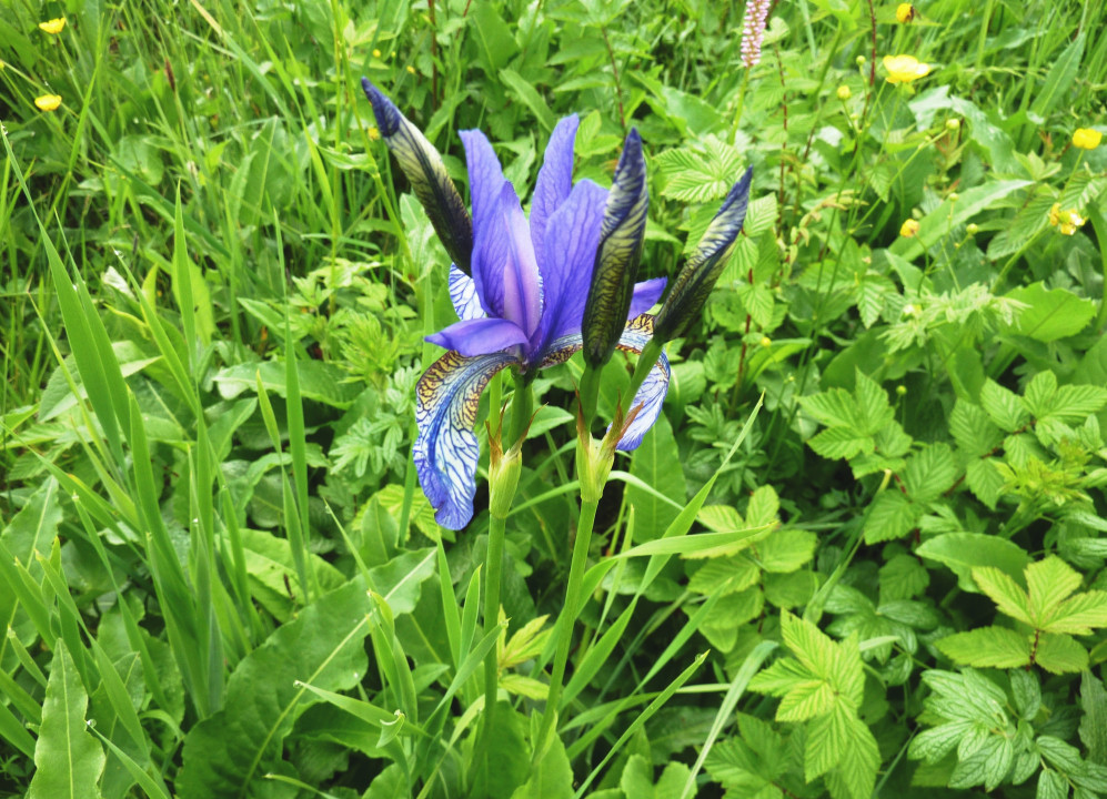 Iris sibirica (7)