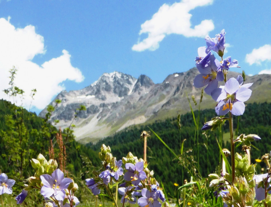 Himmelsleiter, blaues Sperrkraut,