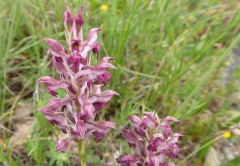 Pentolina