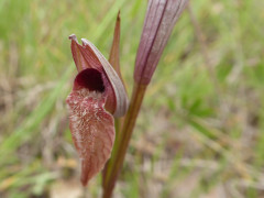 Pentolina