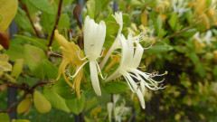 Pentolina