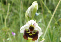 Pentolina