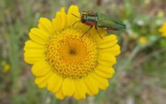 Pentolina