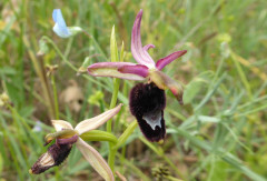 Pentolina