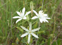 Pentolina