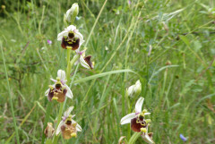 Pentolina