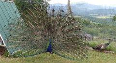 Pentolina
