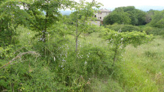 Pentolina