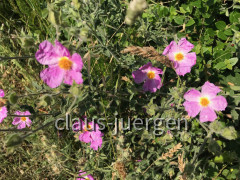 AA6D3254-DF92-4AD1-9A2B-4B298754EA9C